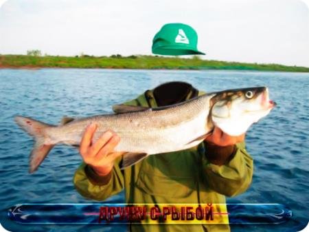 Psd шаблон для мужчин - Дружу с рыбой