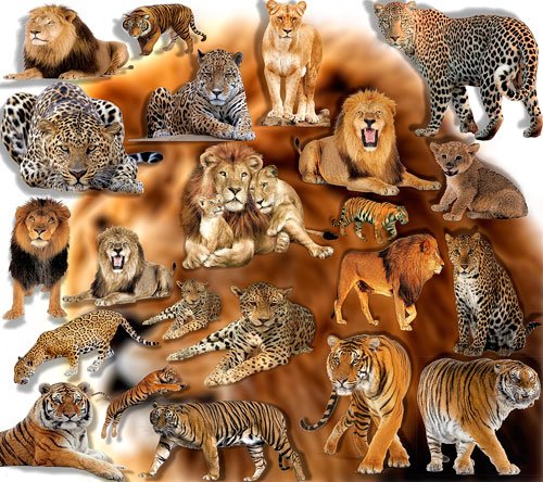 Фотошоп Png клипарты - Дикие хищники
