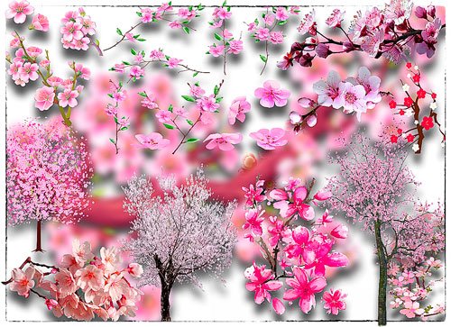 Фотошоп Png клипарты - Японская сакура